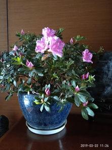 崩铁最新爆料大丽花,大丽花背后的神秘力量揭秘